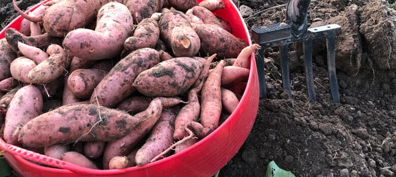 Row by Row Episode 57: Growing Loads of Sweet Potatoes in Your Garden