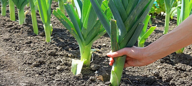 Row by Row Episode 71: Growing Shallots, Leeks, Garlic, and Onions