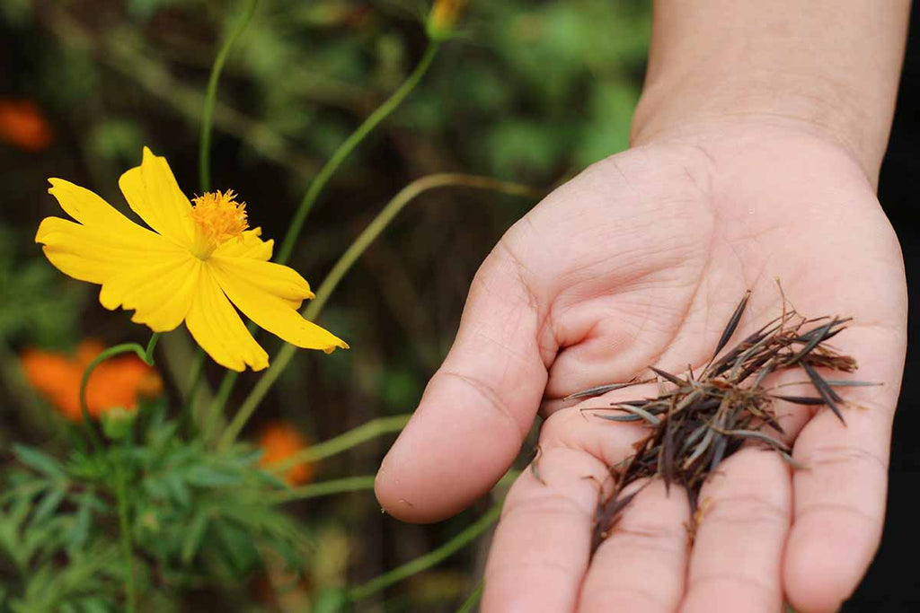 Organic Seed Online; The Quest For Rare Varieties And Cheap Thrills!