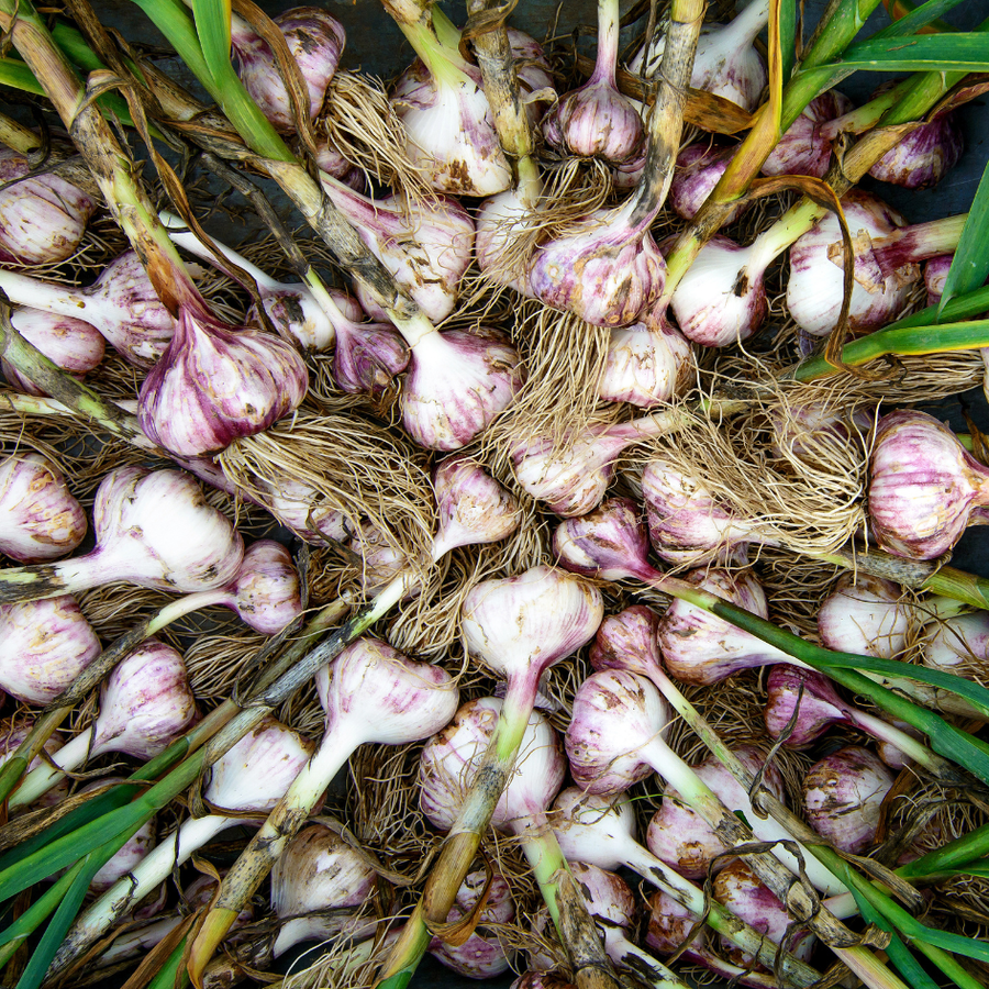 Garlic Growing Guide