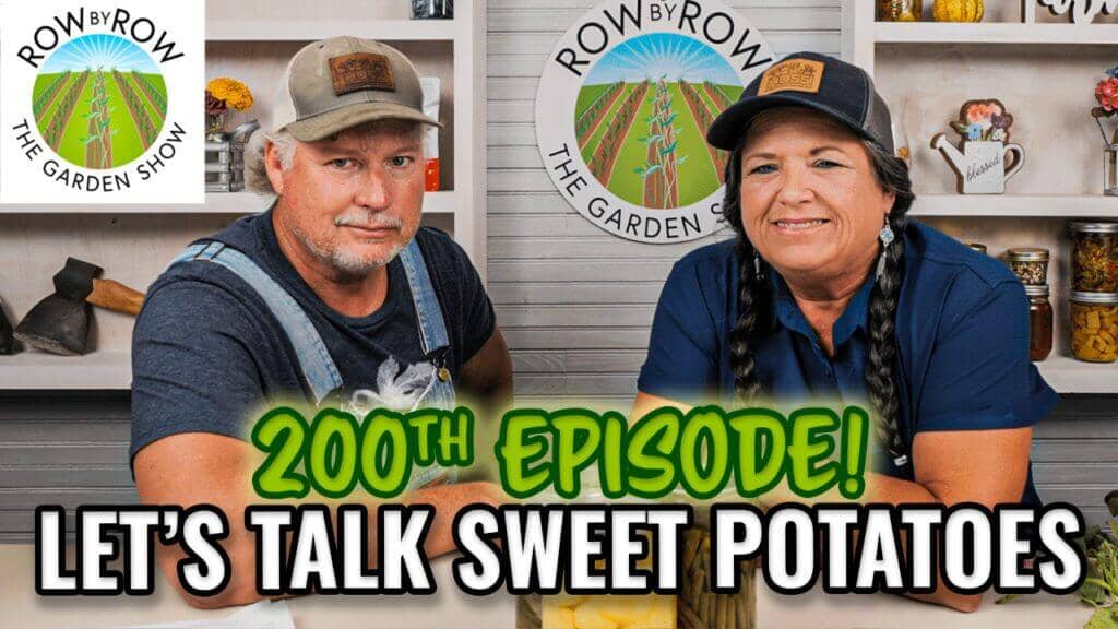 Row by Row Episode 200: How To Grow Sweet Potatoes