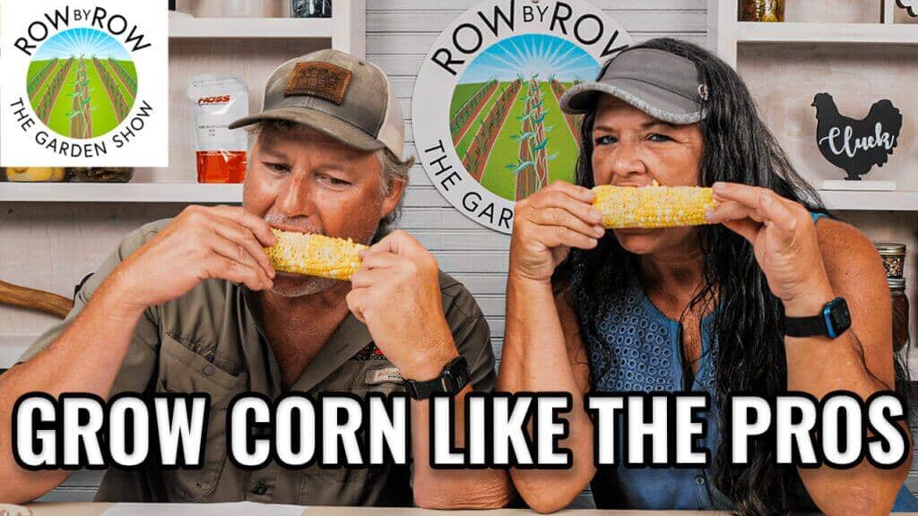 Row by Row Episode 201: The DOs and DONT's of Growing Corn