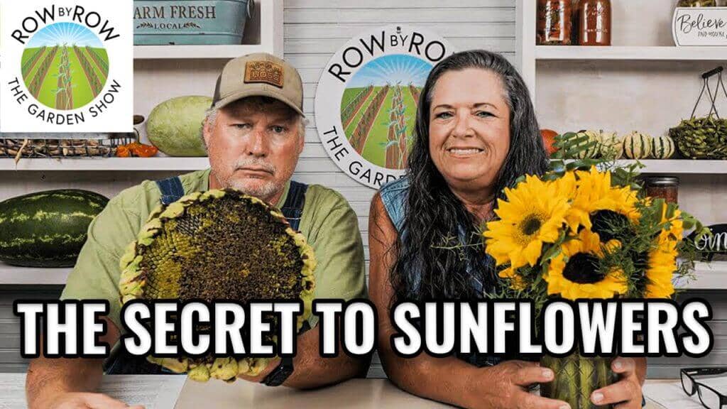 Row by Row Episode 206: 6 Reasons You Should Be Growing Sunflowers