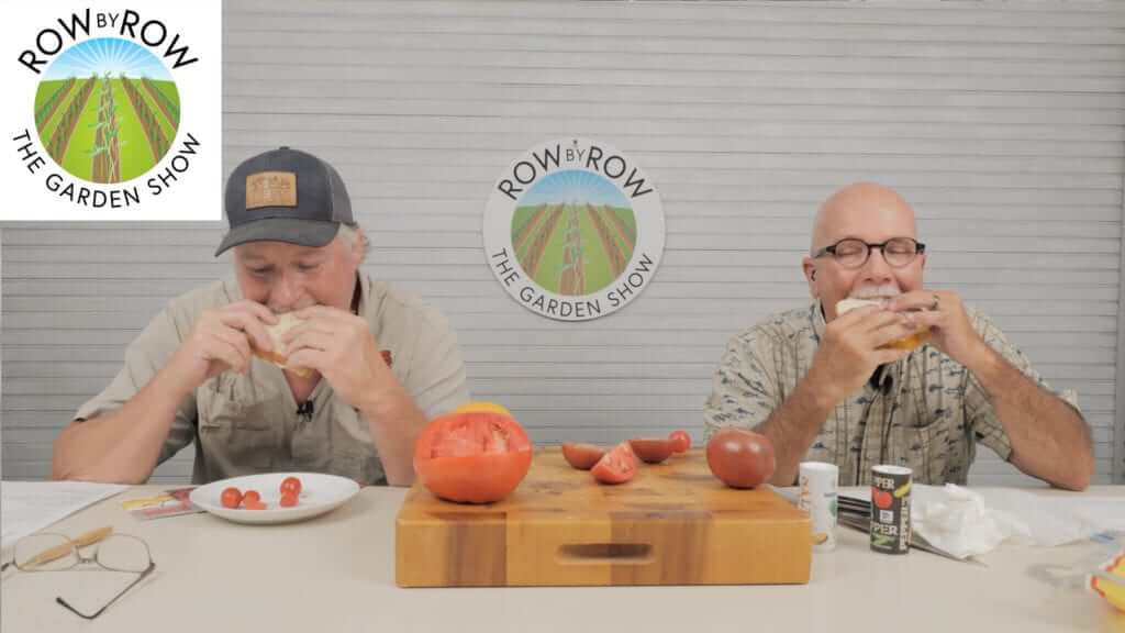 Row by Row Episode 154: Talking Tomatoes: What Did I Do Wrong?