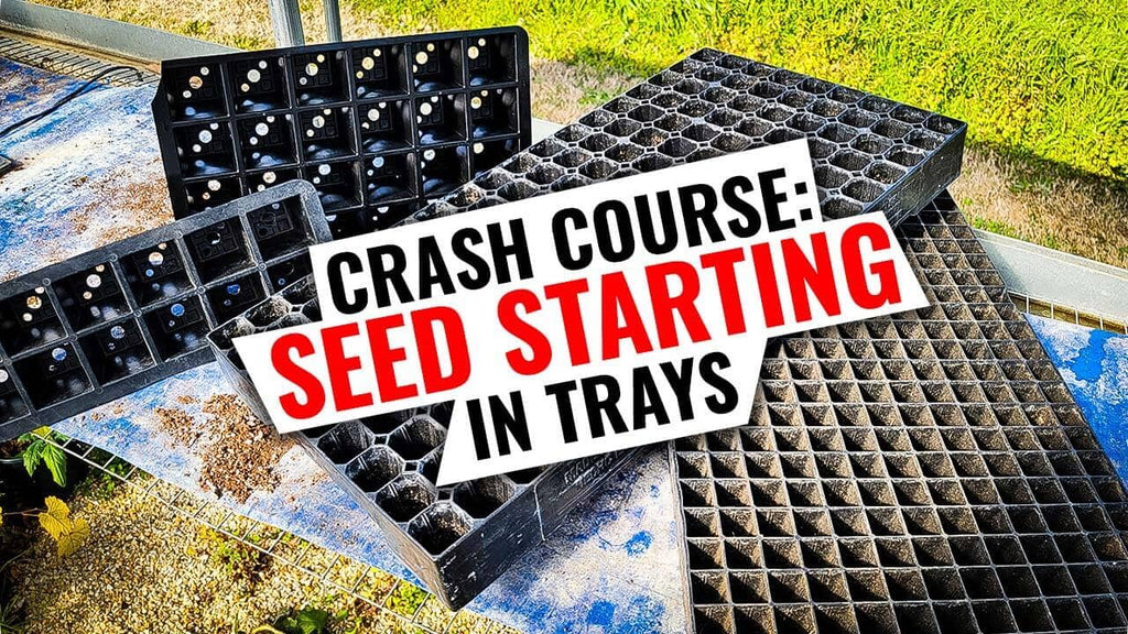 The SECRET to Starting Seeds In Trays!