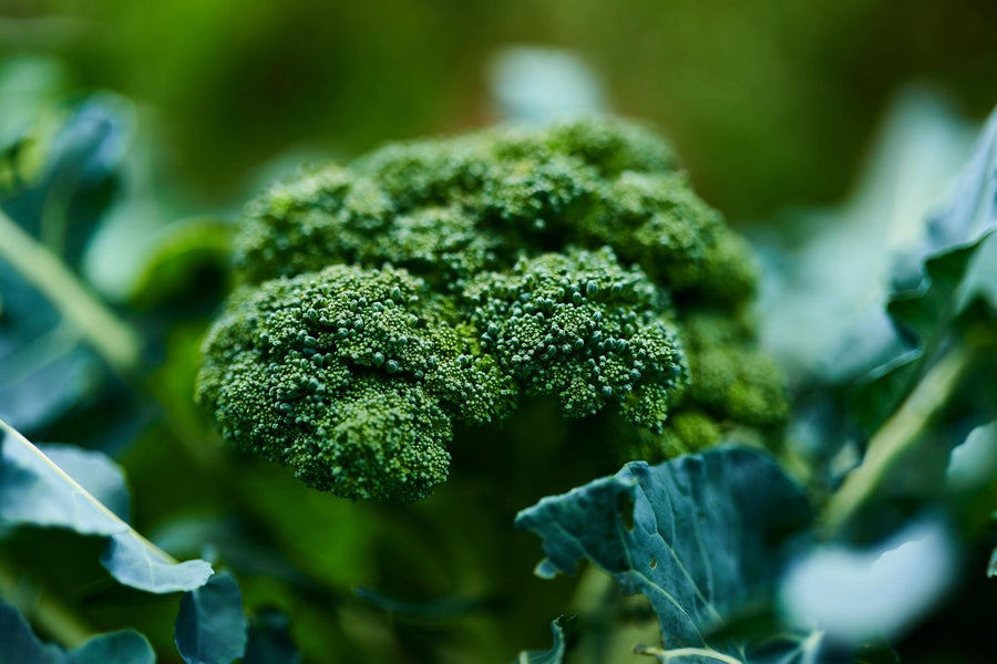 Broccoli Growing Guide