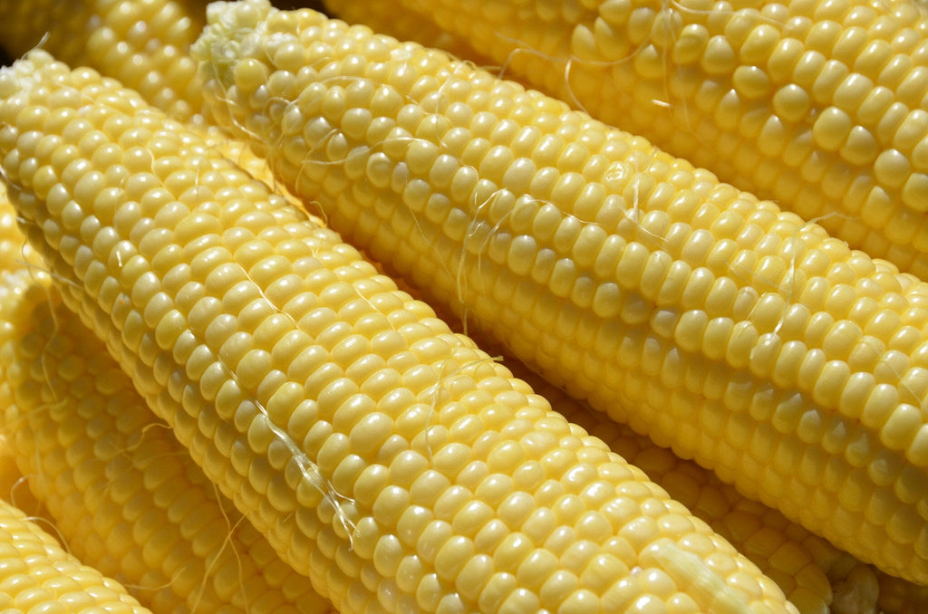 Corn Growing Guide