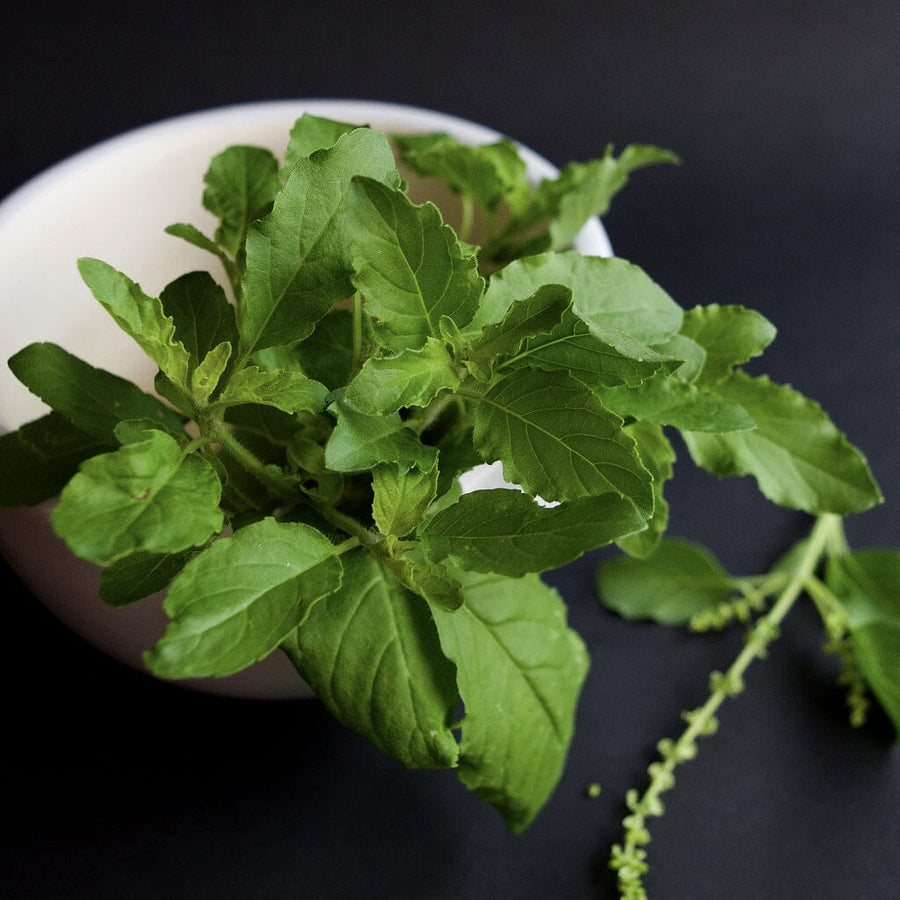 Holy Basil Growing Guide