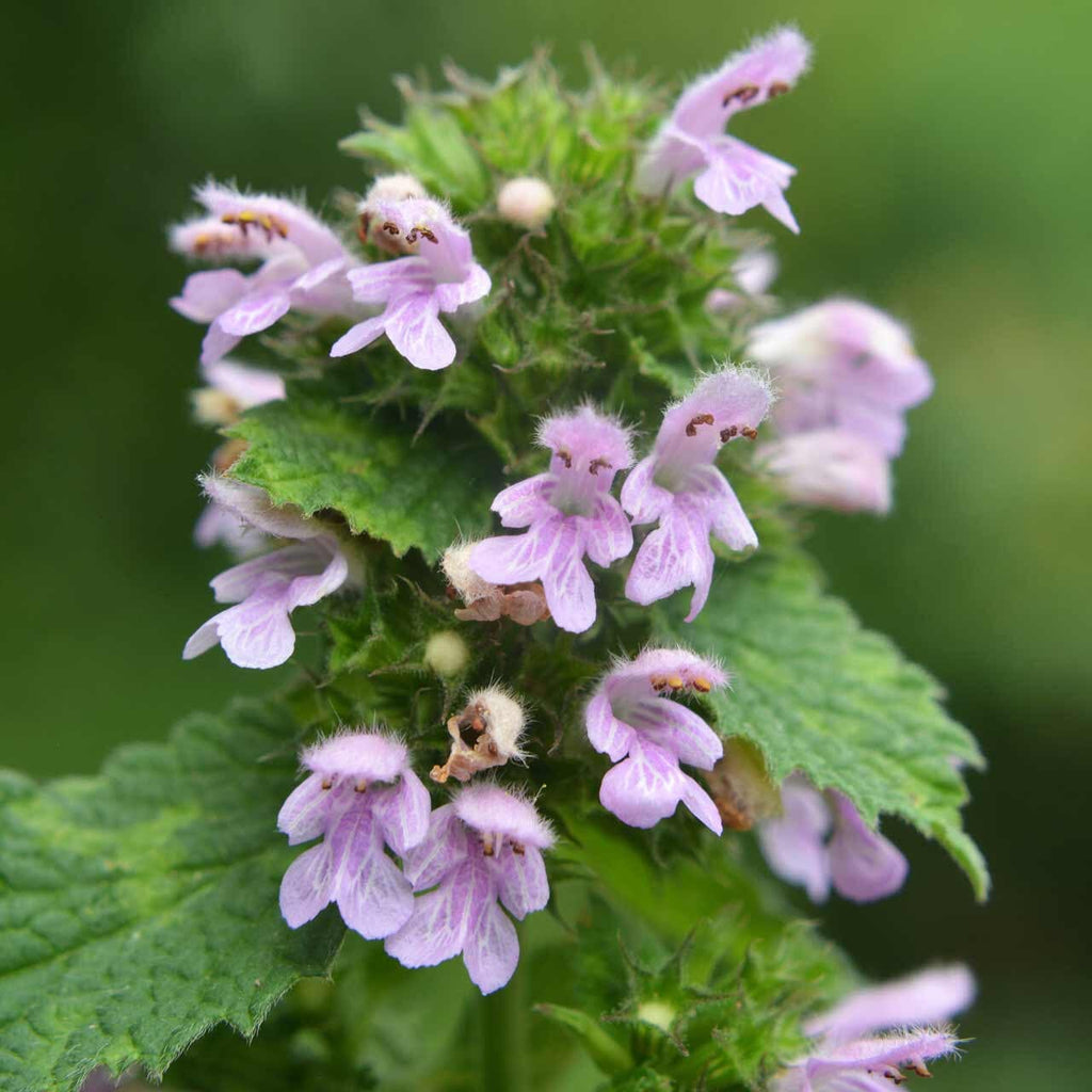 Horehound Growing Guide