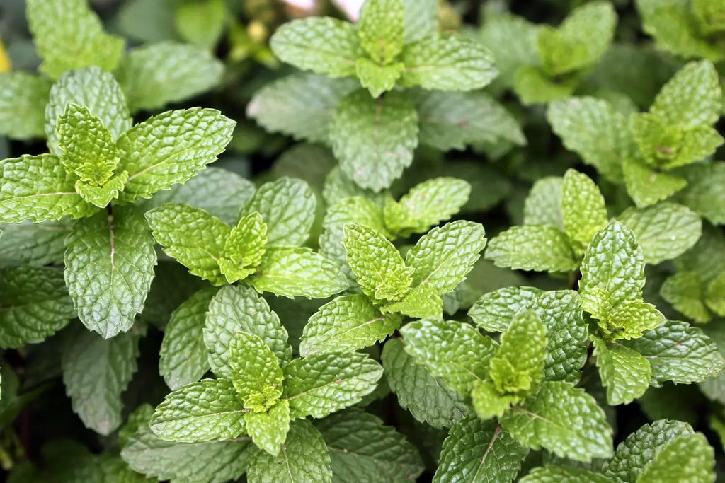 Peppermint Growing Guide