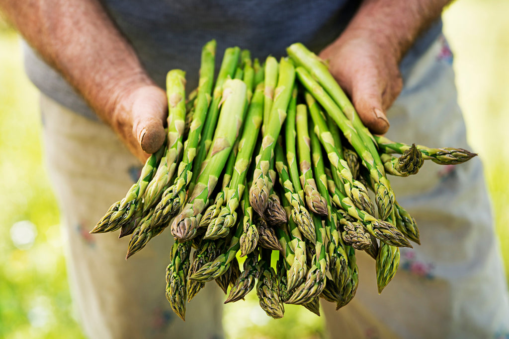 Asparagus Crowns