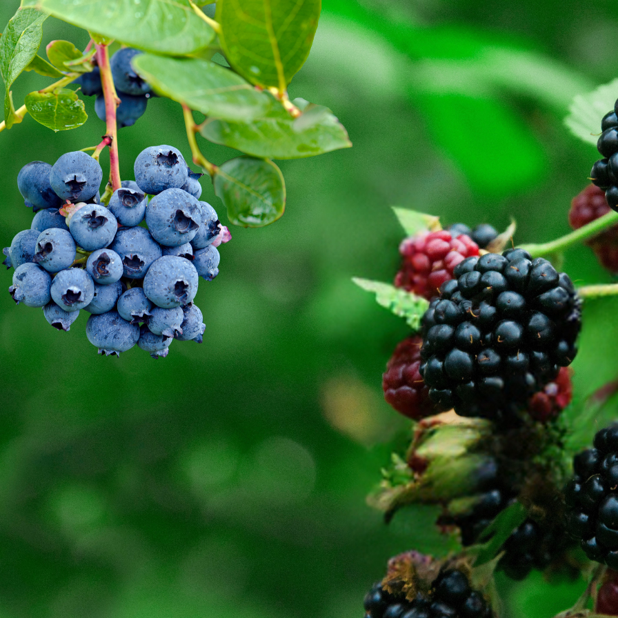 Berry Plugs