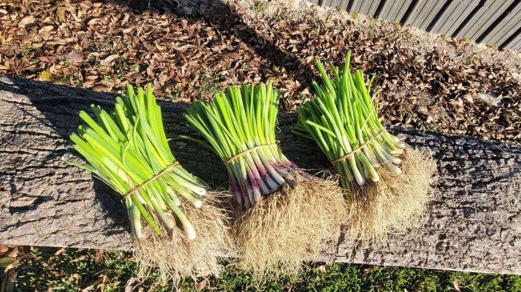 Onion Plants