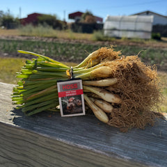 1015Y Texas SuperSweet Onion Plant Bundle