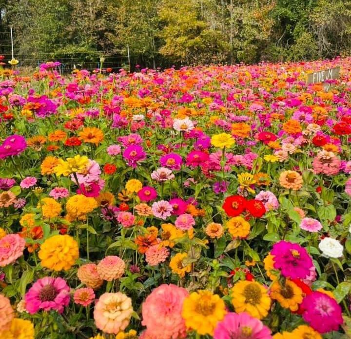xenia flower seeds California Giants Zinnia Mix 1 Pound