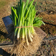 1015Y Texas SuperSweet Onion Plant Bundle