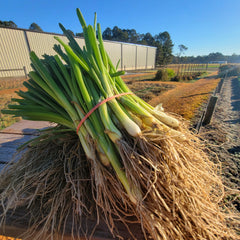 Vidora Onion Plant Bundle