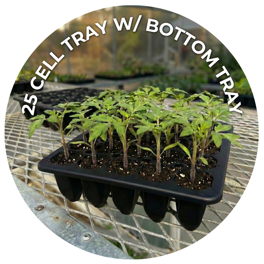 25 cell seed starting tray with tomato seedlings. 