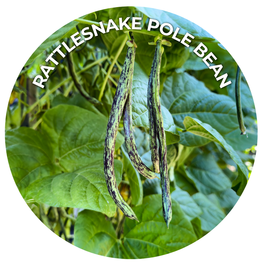 Seeds of the Month