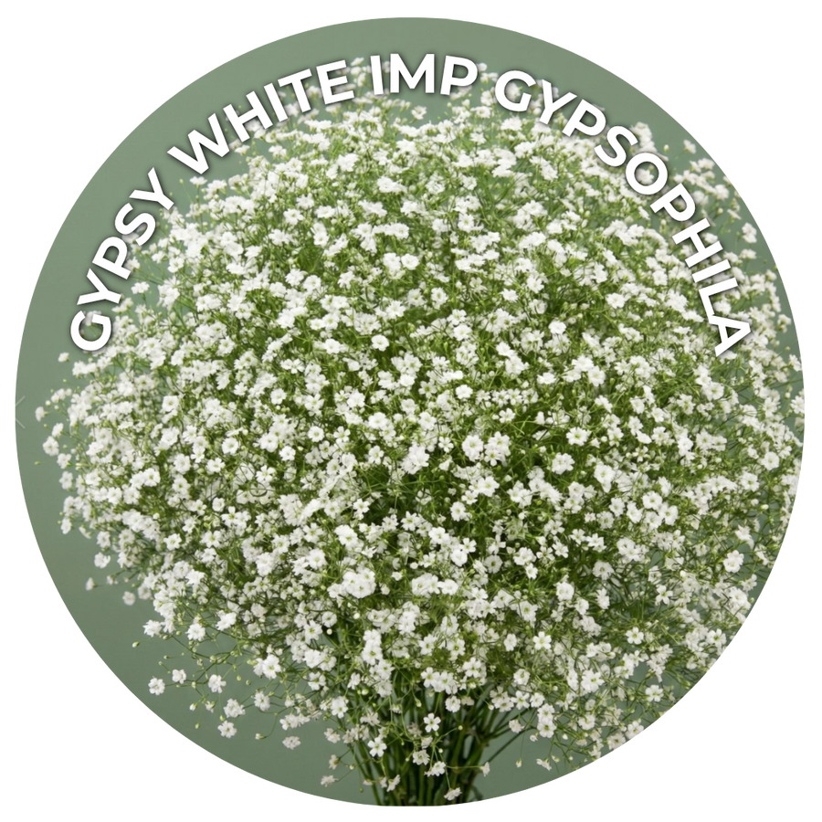 Seeds of the Month