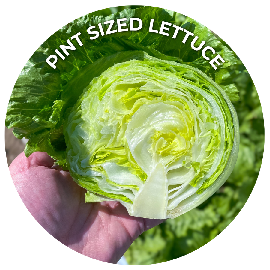 Seeds of the Month