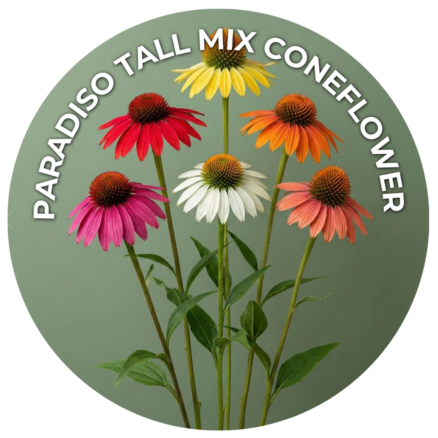 Seeds of the Month