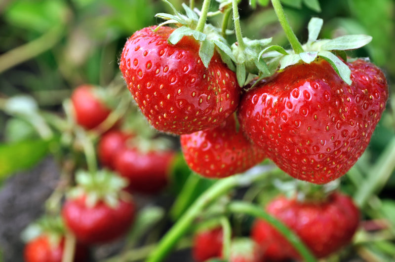 Cluster of ripe Camarosa strawberries with visible water droplets, indicating freshness, grown in a garden.