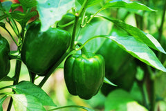 Hossinator Bell Pepper Plugs