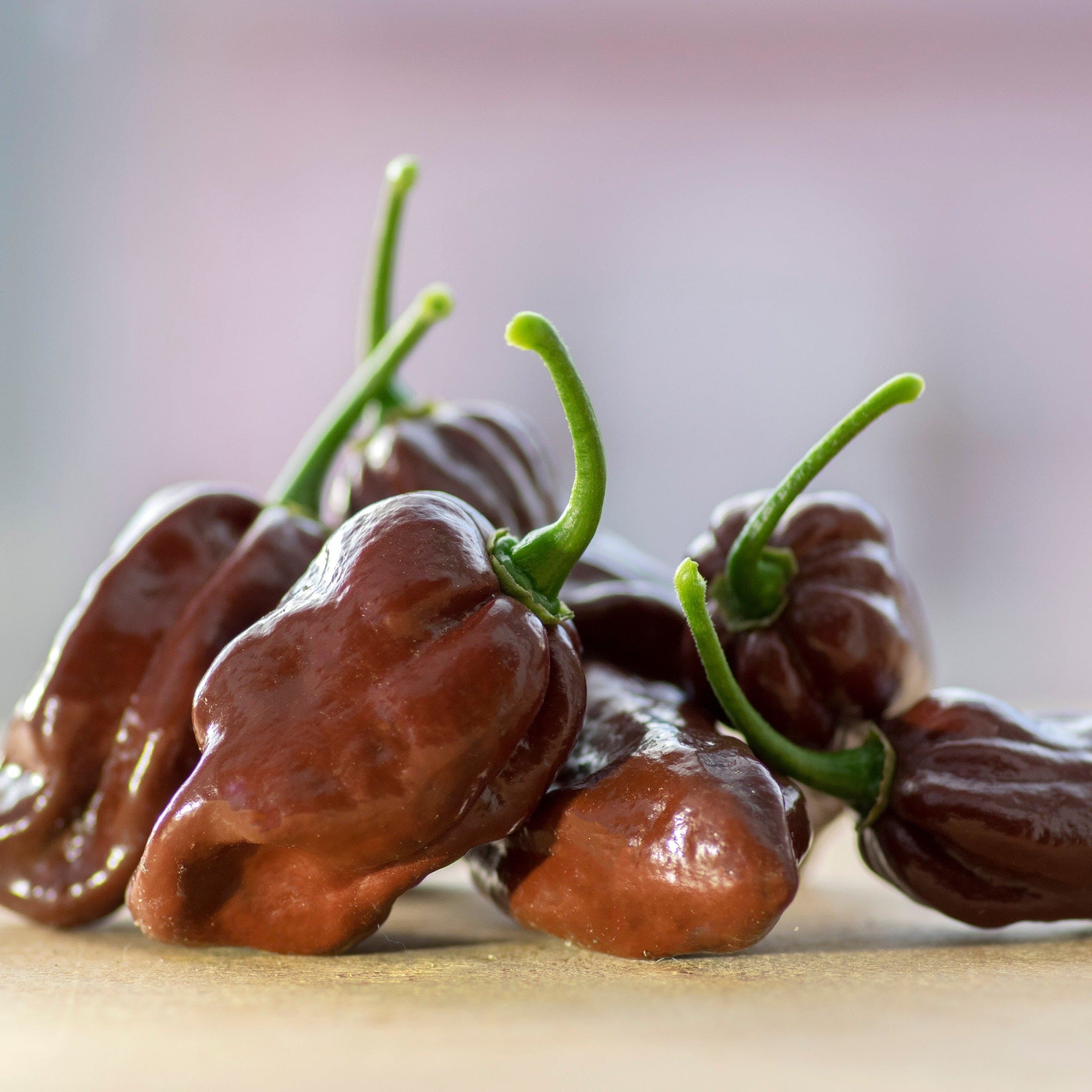 Chocolate Habanero Pepper HOSS chocolate-habanero-pepper-hoss