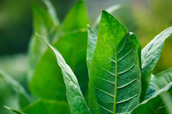 do tobacco beetles bite Cigarette Beetle Control - Types, Facts, and How to Identify | Cigarette  Beetle Control