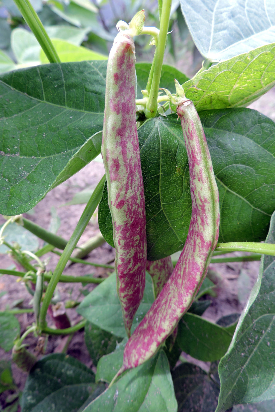 Jade Bush Bean – HOSS