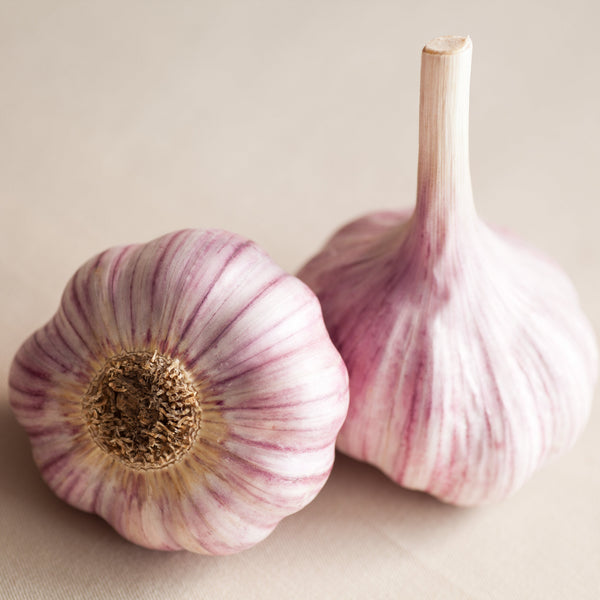 Chesnok Red Garlic