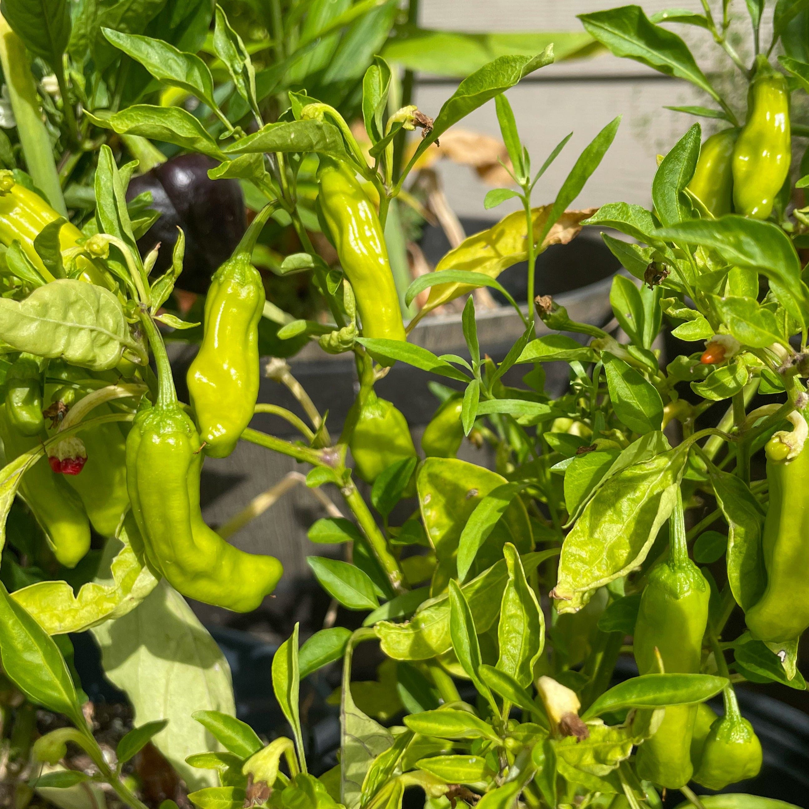 potho shishu Shishito Pepper – HOSS