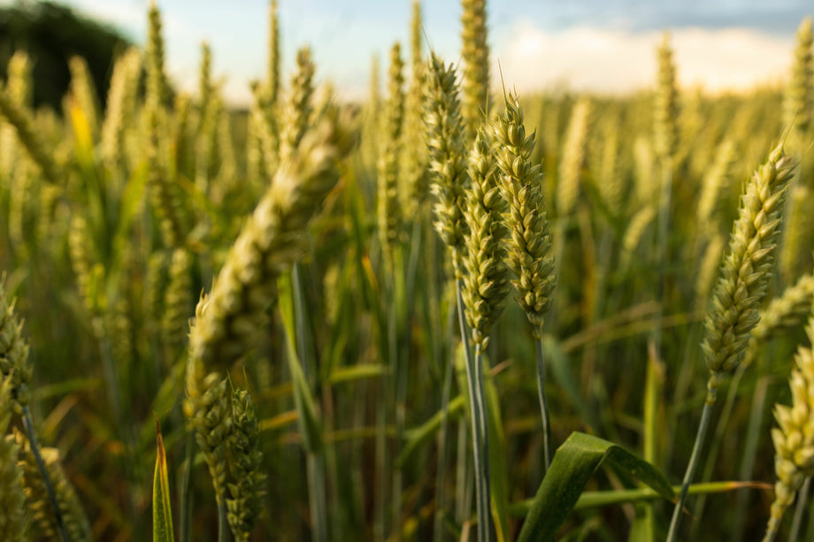 Common Wheat – HOSS