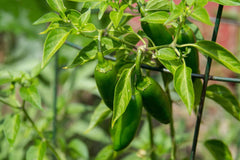 Hossinator Jalapeño Pepper Plugs