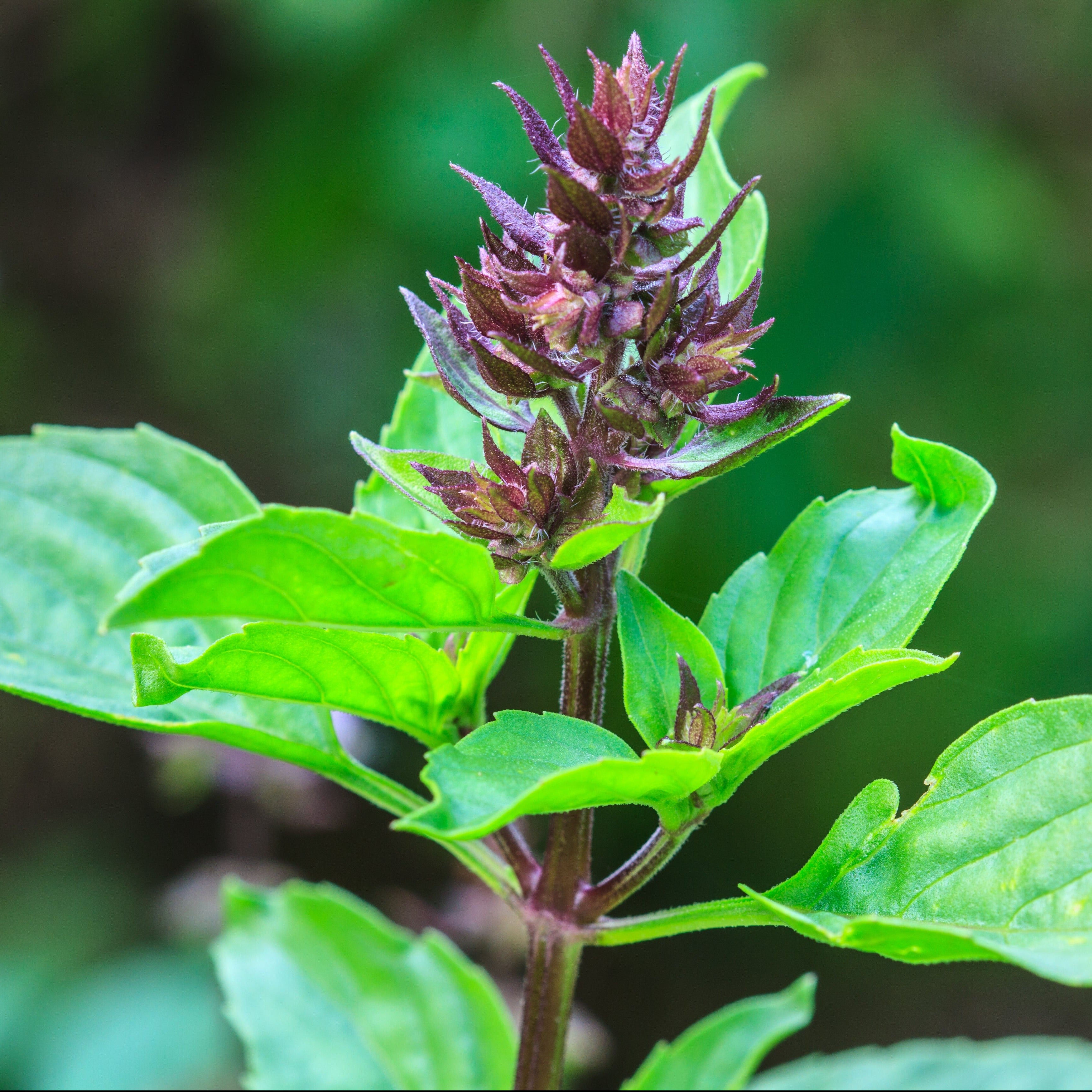 Holy Basil Growing Guide – HOSS