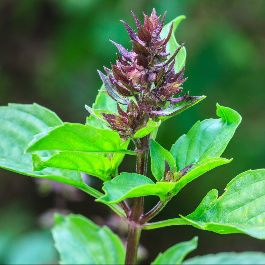 holy basil indoor plant Holy Basil