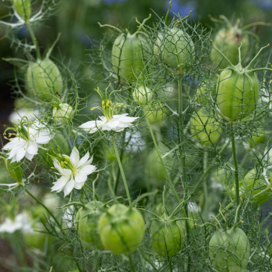 Albion Green Pod Nigella (Love in a Mist) 500 Seeds