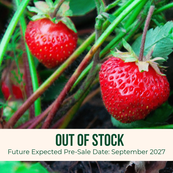 Image of the Albion Strawberry with an Out of Stock Banner 