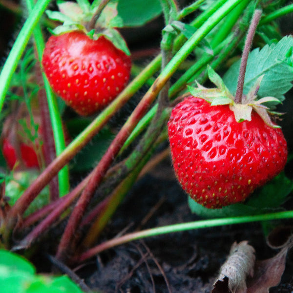Two ripe red strawberries on a strawberry plant with green leaves and stems growing in dark soil.