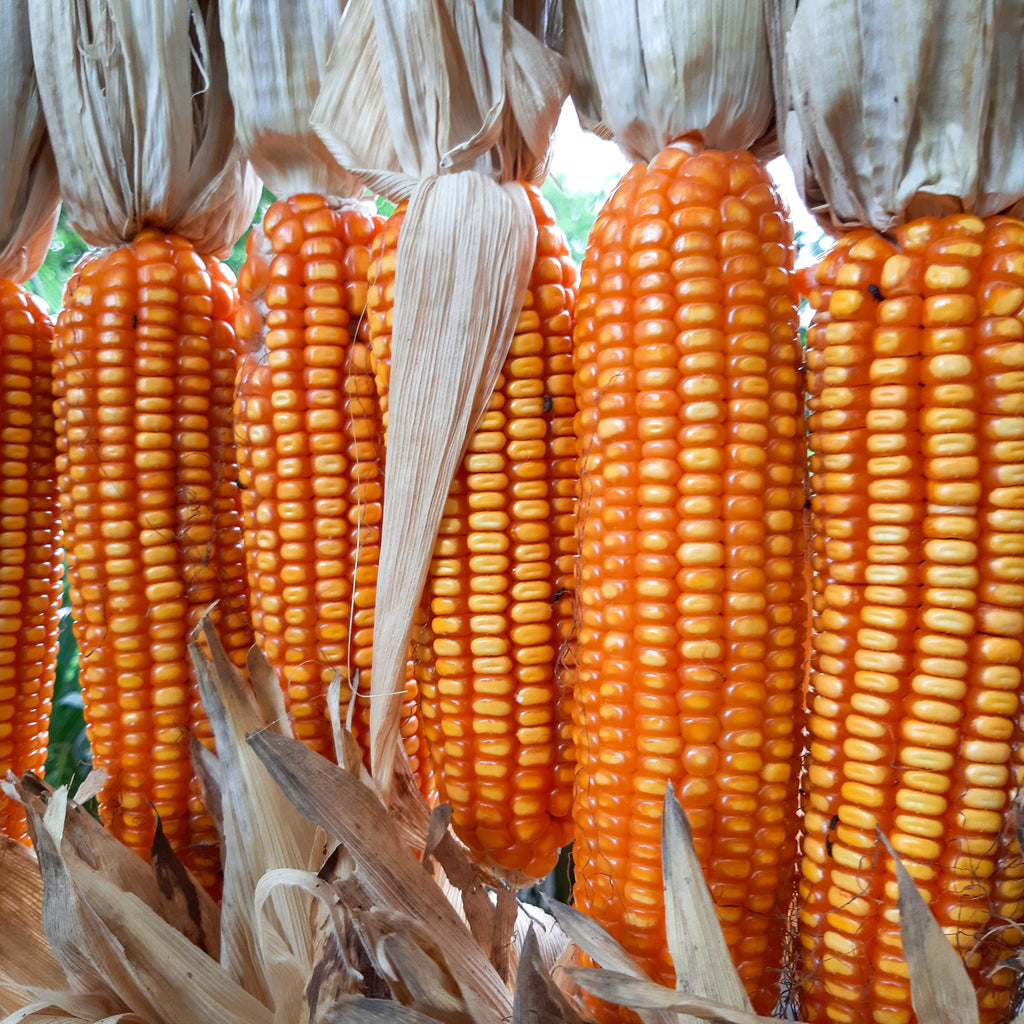 Argentina Orange Creole Flint Corn