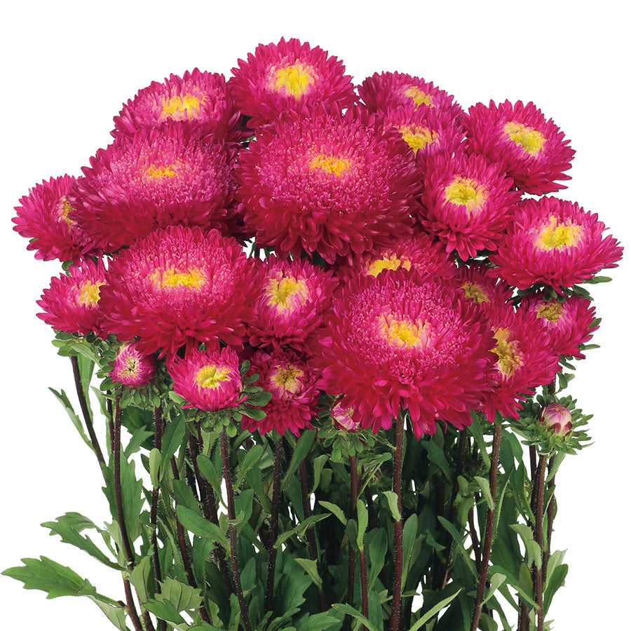 Aster Azumi Rose XL