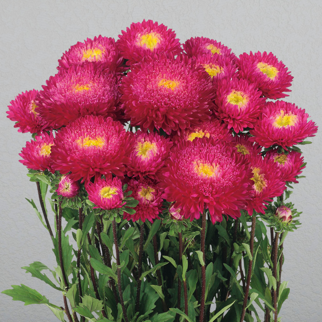 Azumi XL Rose Aster – HOSS Azumi XL Rose Aster – HOSS