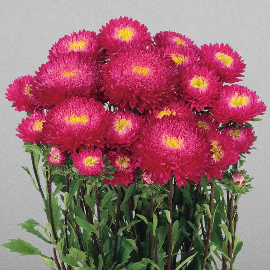 Azumi XL Rose Aster – HOSS