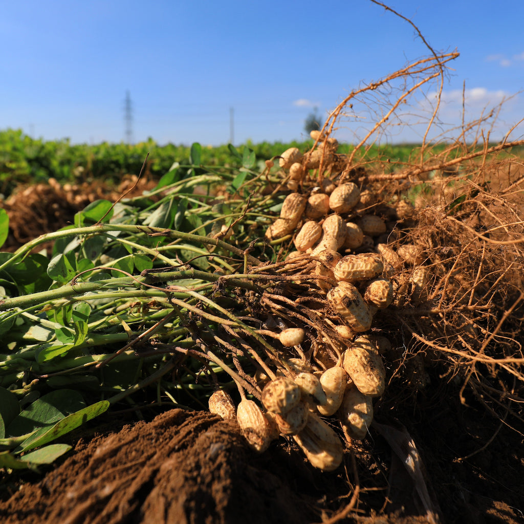 Peanut Growing Guide – HOSS