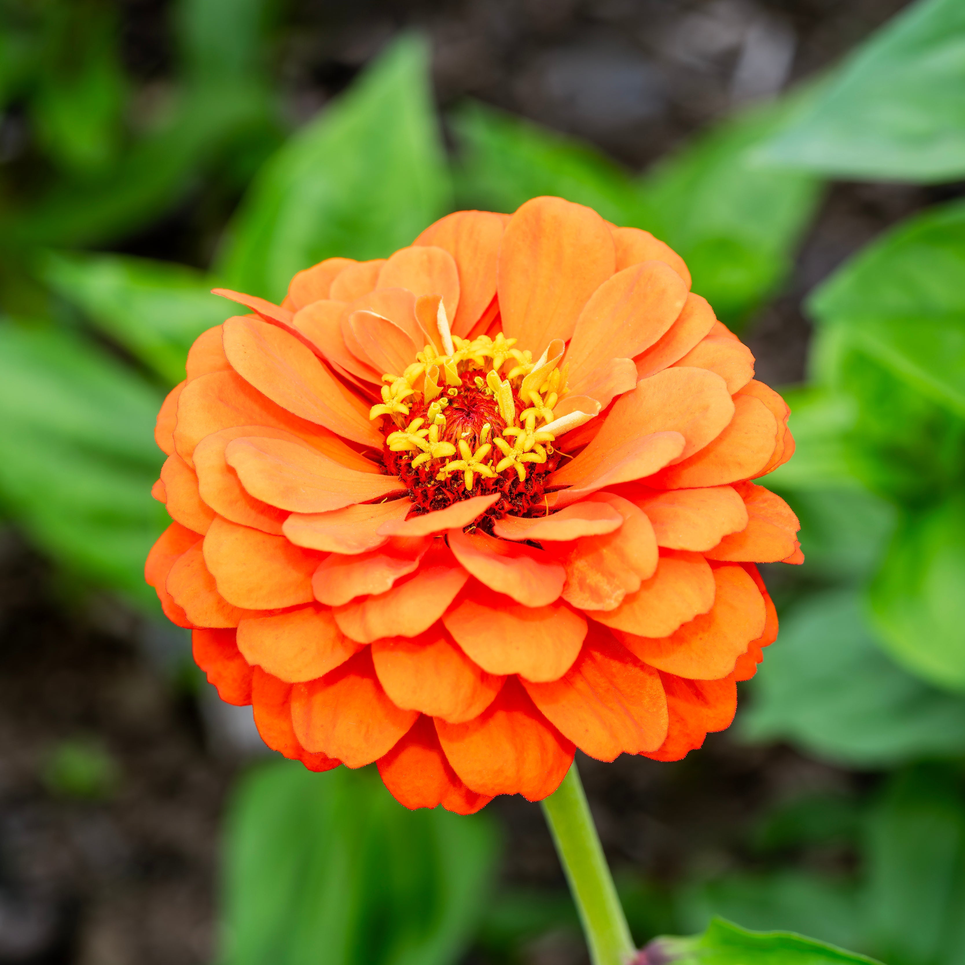 giant zinnia flower seeds Benary Giant Orange Zinnia 50 Seeds