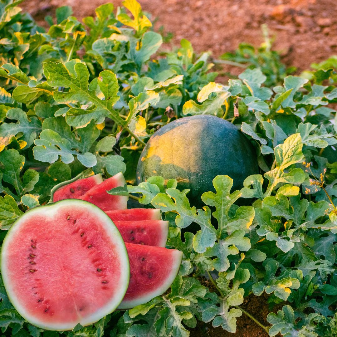 Watermelon Flower