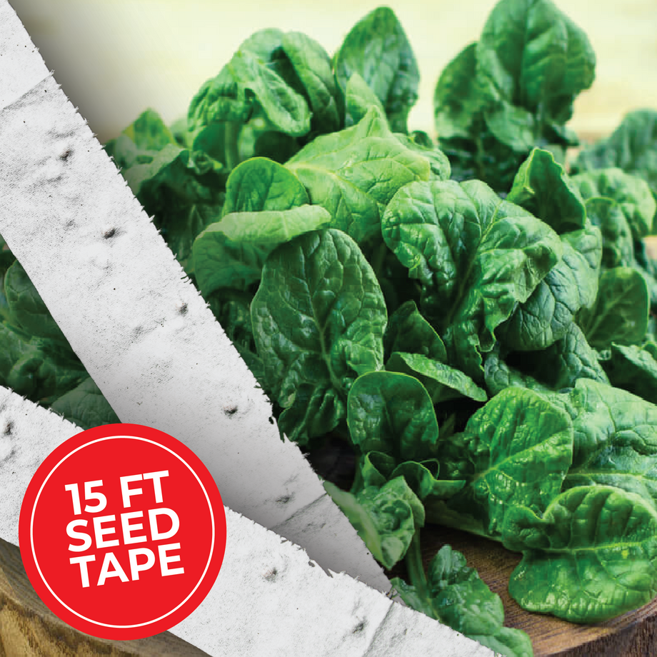 lettuce seed tape for planting Oakleaf Salad Bowl Lettuce Mix Seed Tape – HOSS