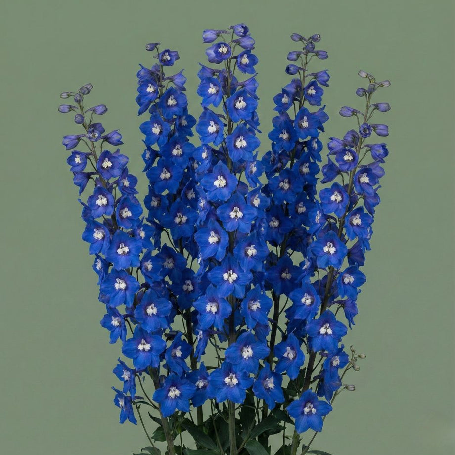 邦楽 Ruiza / delphinium Aurora Blue Delphinium – HOSS