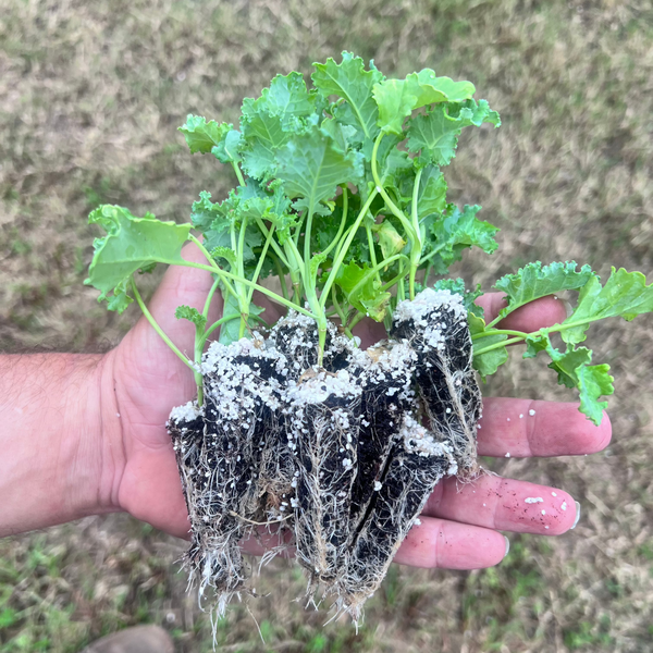 A hand holding several Blue Ridge Kale plugs with visible soil and green leaves.